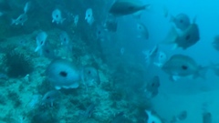 Caesioperca lepidoptera