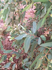 Eucalyptus