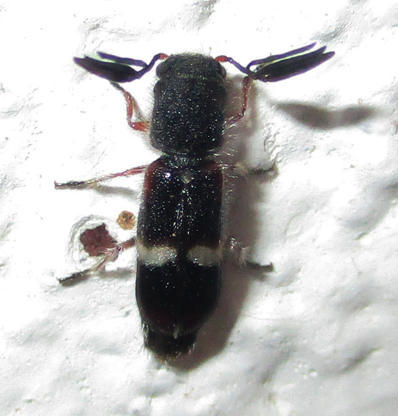 Orthopleurinae
