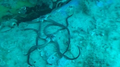 Ophiopsammus maculata