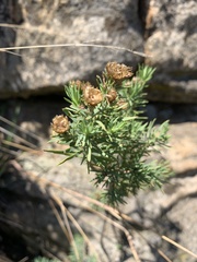 Phymaspermum athanasioides
