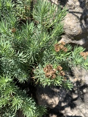 Phymaspermum athanasioides