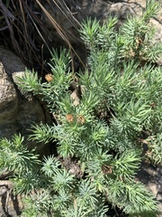 Phymaspermum athanasioides