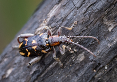 Mecynodera coxalgica