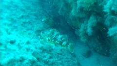 Helicolenus percoides