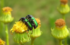 Leucocelis haemorrhoidalis