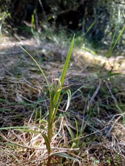 Pterostylis irsoniana