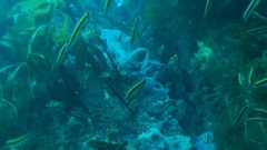 Forsterygion maryannae