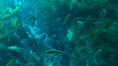 Forsterygion maryannae