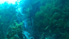 Forsterygion maryannae