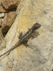 Amphibolurinae
