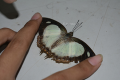 Polyura moori
