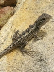 Amphibolurinae