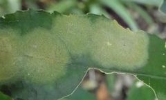 Cephaleuros lagerheimii