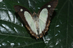 Polyura moori
