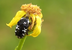 Polystalactica perroudi