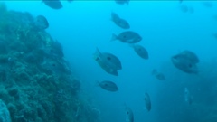 Caesioperca lepidoptera