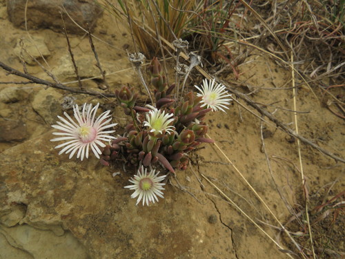 Image of Delosperma carterae by (c) James Deacon, some rights reserved (CC BY-SA)