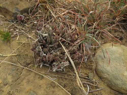 Image of Delosperma carterae by (c) James Deacon, some rights reserved (CC BY-SA)