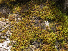 Selaginellaceae