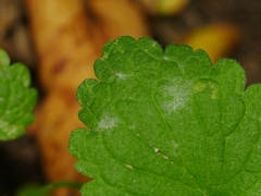 Neoerysiphe galeopsidis