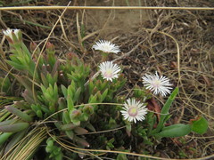 Delosperma carterae