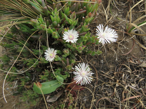 Image of Delosperma carterae by (c) James Deacon, some rights reserved (CC BY-SA)