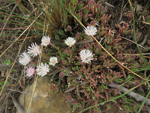 Image of Delosperma carterae by (c) James Deacon, some rights reserved (CC BY-SA)