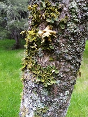 Crocodia rubella