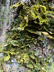 Crocodia rubella