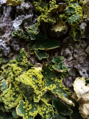Crocodia rubella