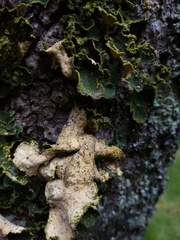Crocodia rubella
