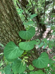 Cissampelos torulosa