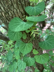 Cissampelos torulosa