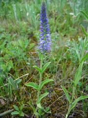 Veronica porphyriana
