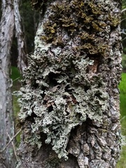 Pseudocyphellaria granulata