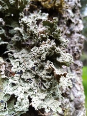 Pseudocyphellaria granulata