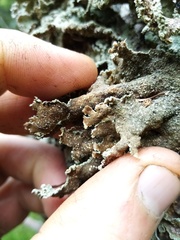 Pseudocyphellaria granulata
