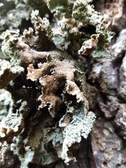 Pseudocyphellaria granulata