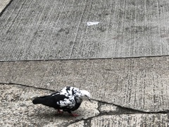 Columba livia domestica