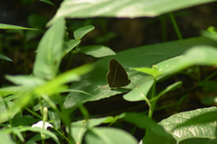 Mycalesis horsfieldi