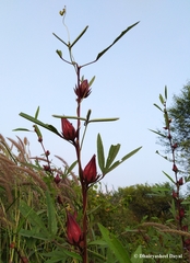 Hibiscus sabdariffa