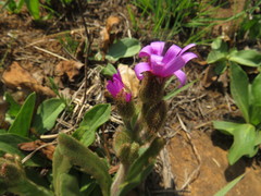 Senecio macrocephalus