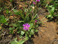 Senecio macrocephalus