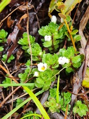 Euphrasia petriei