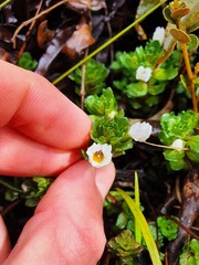 Euphrasia petriei