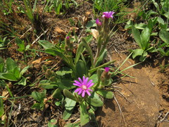 Senecio macrocephalus