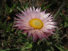 Helichrysum ecklonis