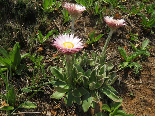 Image of Helichrysum ecklonis by (c) James Deacon, some rights reserved (CC BY-SA)