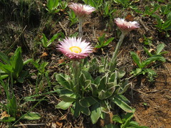 Helichrysum ecklonis